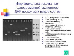Индивидуальная схема при одновременной экспертизе ДНК нескольких видов сортов. 1