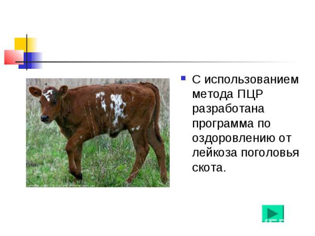 С использованием метода ПЦР разработана программа по оздоровлению от лейкоза поголовья скота.