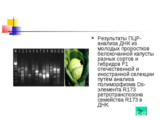 Результаты ПЦР-анализа ДНК из молодых проростков белокочанной капусты разных сортов и гибридов F1 отечественной и иностранной селекции путём анализа полиморфизма Ds-элемента R173 ретротранспозона семейства R173 в ДНК.