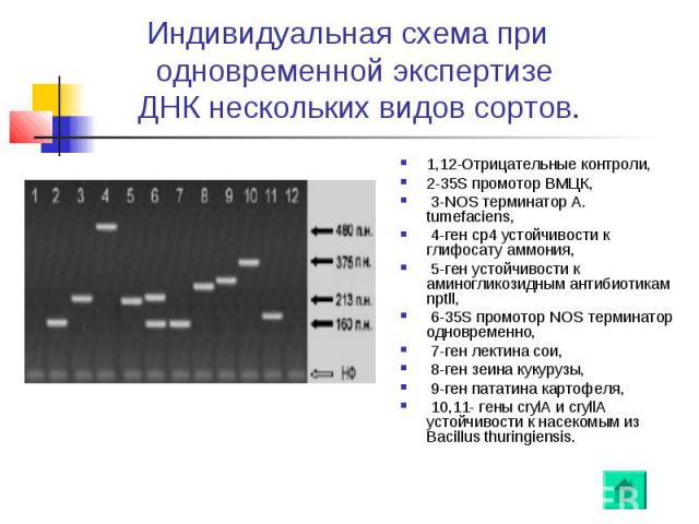 Индивидуальная схема при одновременной экспертизе ДНК нескольких видов сортов. 1,12-Отрицательные контроли, 2-35S промотор ВМЦК, 3-NOS терминатор A. tumefaciens, 4-ген cp4 устойчивости к глифосату аммония, 5-ген устойчивости к аминогликозидным антиб…