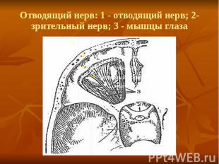 Отводящий нерв: 1 - отводящий нерв; 2- зрительный нерв; 3 - мышцы глаза