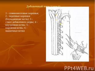 Добавочный нерв (схема): 1 - спинномозговые корешки; 2 - черепные корешки (блужд