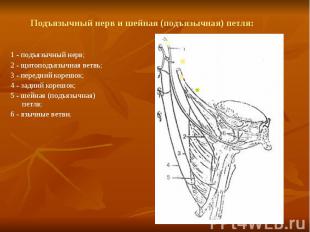 Подъязычный нерв и шейная (подъязычная) петля: 1 - подъязычный нерв; 2 - щитопод