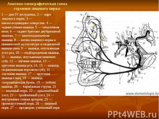 Анатомо-топографическая схема строения лицевого нерва: 1 — дно IV желудочка, 2 —