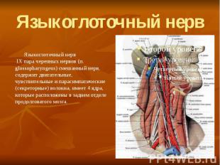 Языкоглоточный нерв Языкоглоточный нерв&nbsp; &nbsp;IX пара черепных нервов (п.