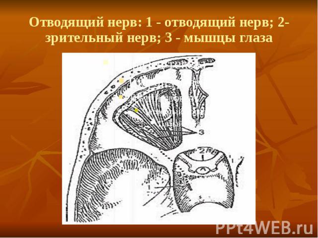 Отводящий нерв: 1 - отводящий нерв; 2- зрительный нерв; 3 - мышцы глаза