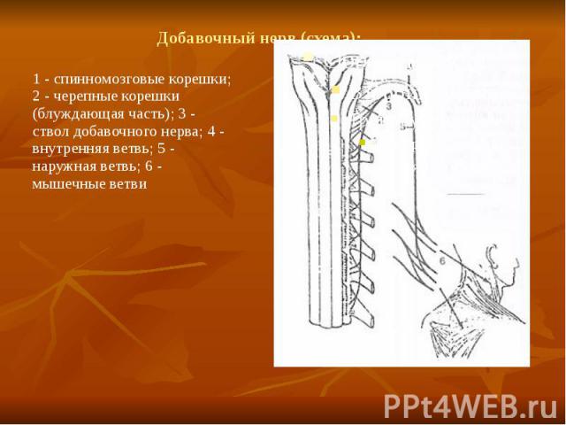 Добавочный нерв (схема): 1 - спинномозговые корешки; 2 - черепные корешки (блуждающая часть); 3 - ствол добавочного нерва; 4 - внутренняя ветвь; 5 - наружная ветвь; 6 - мышечные ветви