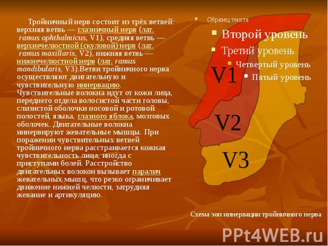 Тройничный нерв состоит из трёх ветвей: верхняя ветвь — глазничный нерв (лат. ramus ophthalmicus, V1), средняя ветвь — верхнечелюстной (скуловой) нерв (лат. ramus maxillaris, V2), нижняя ветвь — нижнечелюстной нерв (лат.&nbs…