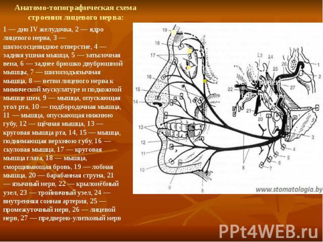 Анатомо-топографическая схема строения лицевого нерва: 1 — дно IV желудочка, 2 — ядро лицевого нерва, 3 — шилососцевидное отверстие, 4 — задняя ушная мышца, 5 — затылочная вена, 6 — заднее брюшко двубрюшной мышцы, 7 — шилоподъязычная мышца, 8 — ветв…
