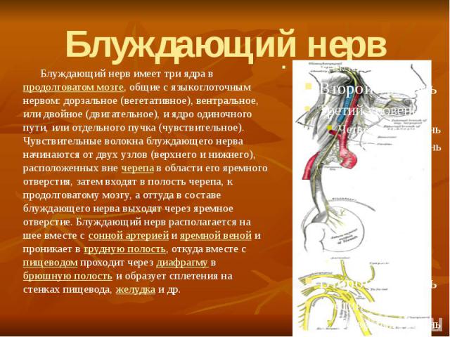 Блуждающий нерв Блуждающий нерв имеет три ядра в продолговатом мозге, общие с языкоглоточным нервом: дорзальное (вегетативное), вентральное, или двойное (двигательное), и ядро одиночного пути, или отдельного пучка (чувствительное). Чувствительные во…