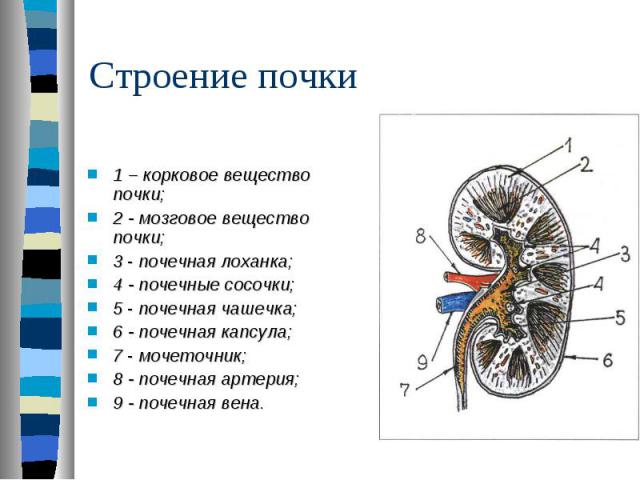 1 – корковое вещество почки; 2 - мозговое вещество почки; 3 - почечная лоханка; 4 - почечные сосочки; 5 - почечная чашечка; 6 - почечная капсула; 7 - мочеточник; 8 - почечная артерия; 9 - почечная вена.