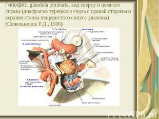 Гипофиз, glandula pituitaria, вид сверху и немного справа (диафрагма турецкого с