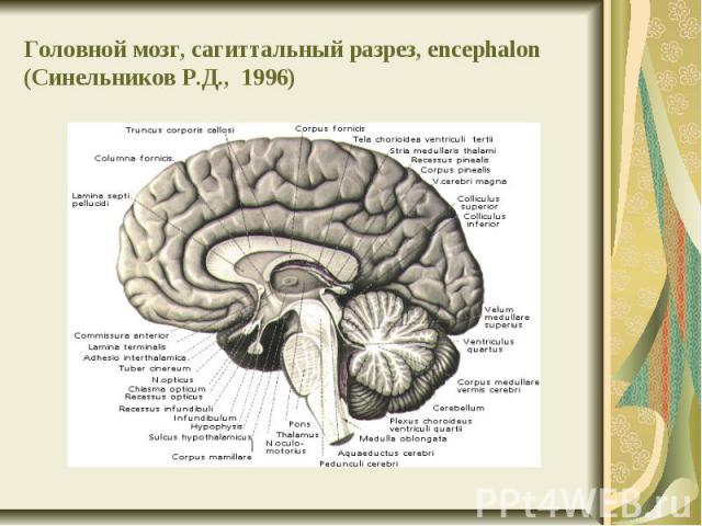 Головной мозг, сагиттальный разрез, encephalon (Синельников Р.Д., 1996)