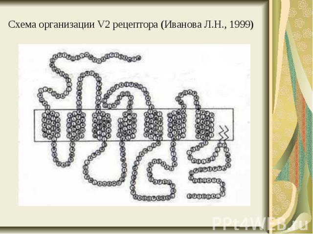 Схема организации V2 рецептора (Иванова Л.Н., 1999)