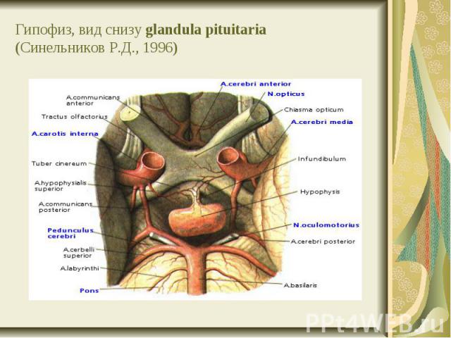 Гипофиз, вид снизу glandula pituitaria (Синельников Р.Д., 1996)
