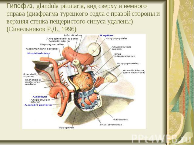 Гипофиз, glandula pituitaria, вид сверху и немного справа (диафрагма турецкого седла с правой стороны и верхняя стенка пещеристого синуса удалены) (Синельников Р.Д., 1996)