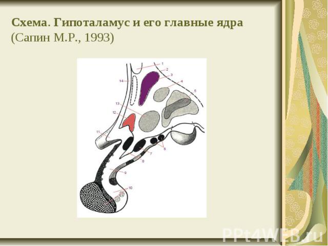 Схема. Гипоталамус и его главные ядра (Сапин М.Р., 1993)