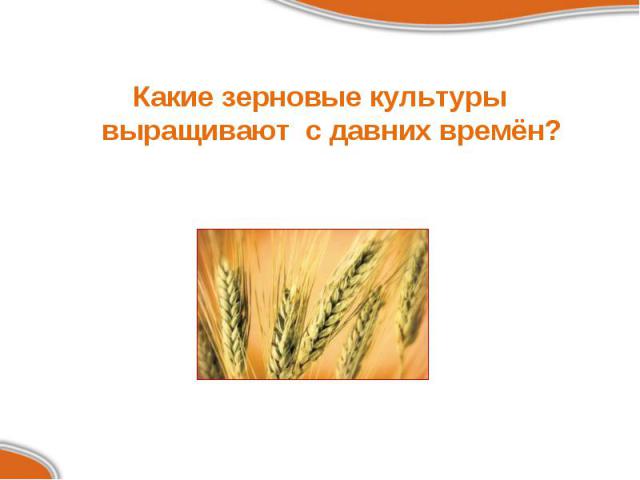Какие зерновые культуры выращивают с давних времён? Какие зерновые культуры выращивают с давних времён?
