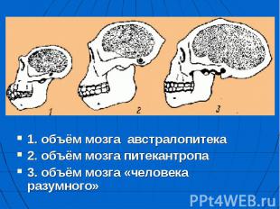 1. объём мозга австралопитека 2. объём мозга питекантропа 3. объём мозга «челове
