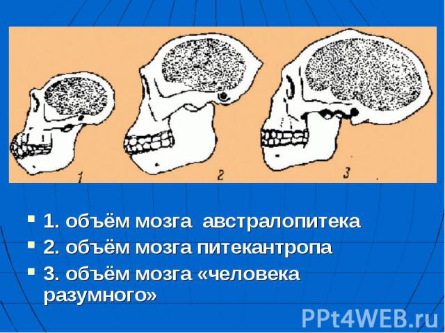 1. объём мозга австралопитека 2. объём мозга питекантропа 3. объём мозга «человека разумного»