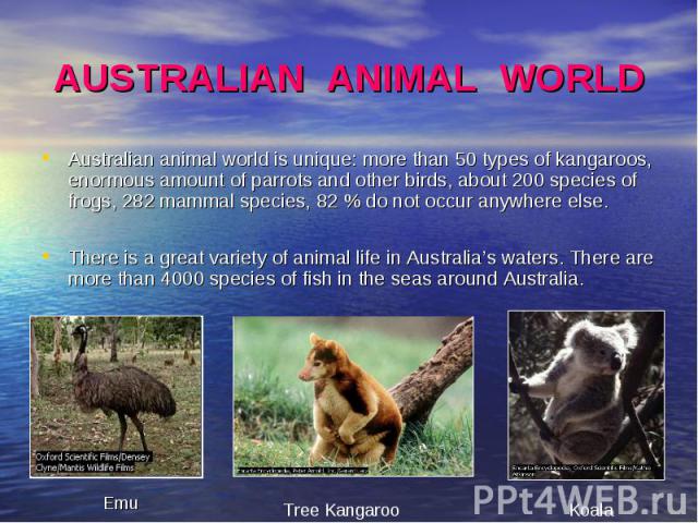 Australian animal world is unique: more than 50 types of kangaroos, enormous amount of parrots and other birds, about 200 species of frogs, 282 mammal species, 82 % do not occur anywhere else. Australian animal world is unique: more than 50 types of…