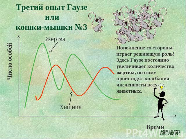 Третий опыт Гаузе или кошки-мышки №3