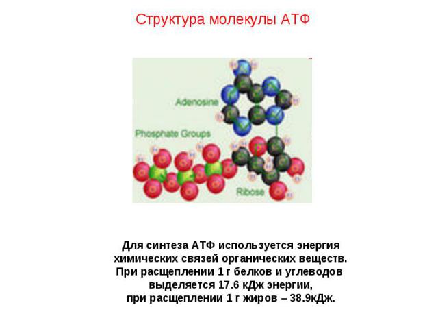 Структура молекулы АТФ