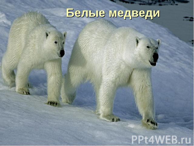 Белые медведи