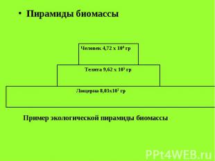 Пирамиды биомассы Пирамиды биомассы