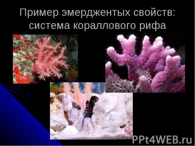 Пример эмерджентых свойств: система кораллового рифа