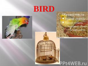 BIRD