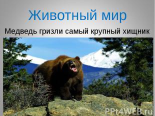Медведь гризли самый крупный хищник Медведь гризли самый крупный хищник