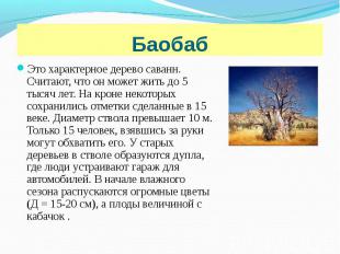 Это характерное дерево саванн. Считают, что он может жить до 5 тысяч лет. На кро