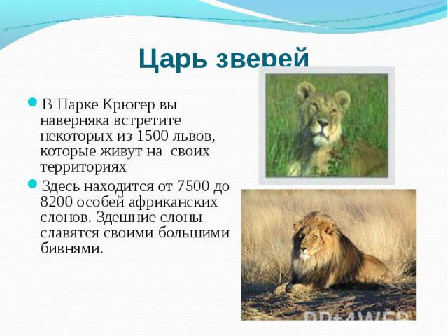 В Парке Крюгер вы наверняка встретите некоторых из 1500 львов, которые живут на своих территориях В Парке Крюгер вы наверняка встретите некоторых из 1500 львов, которые живут на своих территориях Здесь находится от 7500 до 8200 особей африканских сл…