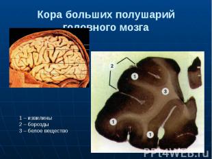Кора больших полушарий головного мозга