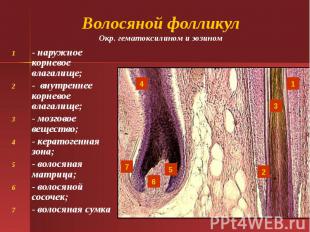 Волосяной фолликул Окр. гематоксилином и эозином - наружное корневое влагалище;
