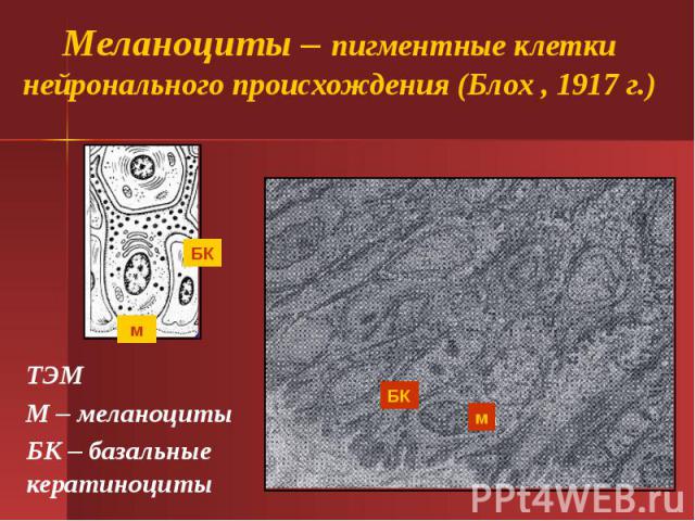 Меланоциты – пигментные клетки нейронального происхождения (Блох , 1917 г.) ТЭМ М – меланоциты БК – базальные кератиноциты