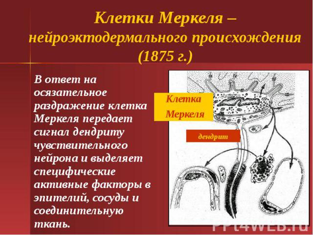 Клетки Меркеля – нейроэктодермального происхождения (1875 г.) В ответ на осязательное раздражение клетка Меркеля передает сигнал дендриту чувствительного нейрона и выделяет специфические активные факторы в эпителий, сосуды и соединительную ткань.