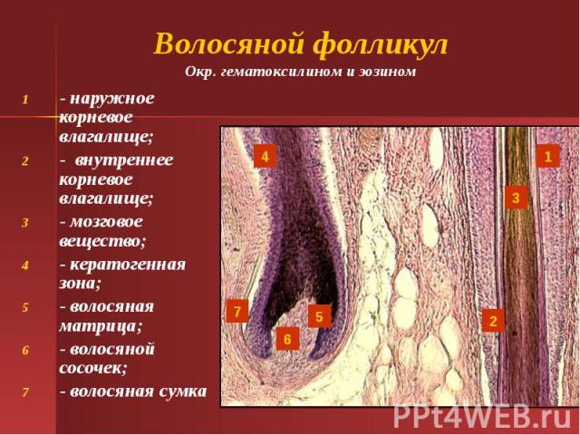 Волосяной фолликул Окр. гематоксилином и эозином - наружное корневое влагалище; - внутреннее корневое влагалище; - мозговое вещество; - кератогенная зона; - волосяная матрица; - волосяной сосочек; - волосяная сумка