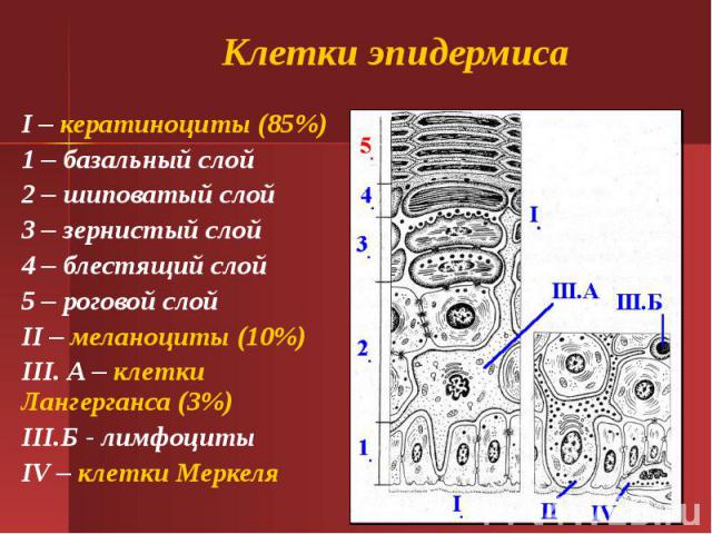 Клетки эпидермиса I – кератиноциты (85%) 1 – базальный слой 2 – шиповатый слой 3 – зернистый слой 4 – блестящий слой 5 – роговой слой II – меланоциты (10%) III. А – клетки Лангерганса (3%) III.Б - лимфоциты IV – клетки Меркеля