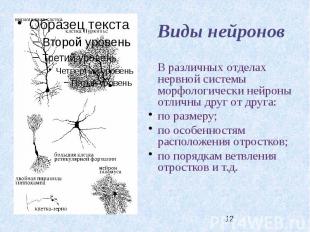 Виды нейронов В различных отделах нервной системы морфологически нейроны отличны