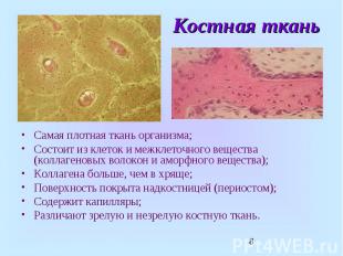 Костная ткань Самая плотная ткань организма; Состоит из клеток и межклеточного в