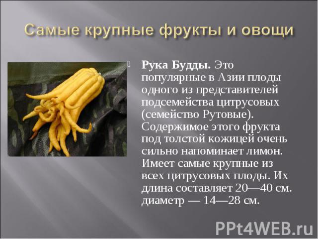 Рука Будды. Это популярные в Азии плоды одного из представителей подсемейства цитрусовых (семейство Рутовые). Содержимое этого фрукта под толстой кожицей очень сильно напоминает лимон. Имеет самые крупные из всех цитрусовых плоды. Их длина составляе…