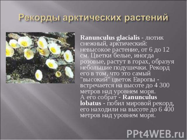 Ranunculus glacialis - лютик снежный, арктический: невысокое растение, от 6 до 12 см. Цветки белые, иногда розовые, растут в горах, образуя небольшие подушечки. Рекорд его в том, что это самый "высокий" цветок Европы - встречается на высот…