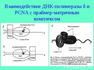 Взаимодействие ДНК-полимеразы δ и PCNA с праймер-матричным комплексом