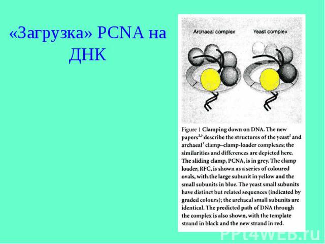 «Загрузка» PCNA на ДНК