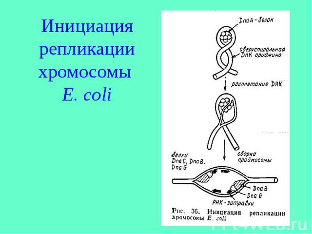 Инициация репликации хромосомы E. coli
