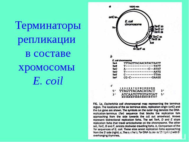 Терминаторы репликации в составе хромосомы E. coil
