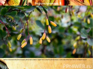 Барбарис обыкновенный встречается в горных районах Крыма, Кавказа, Средней Азии,