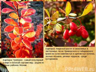 Барбарис Амурский растет в смешанных и лиственных лесах Приморского и Хабаровско